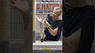 Siamese cat catlover catshow siamesecats siamesecat [upl. by Yklam]