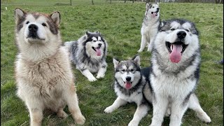 Giant Alaskan Malamute Meet Up  So Many Happy Friendly Malamutes Teddy Meets His Bro [upl. by Winifield]