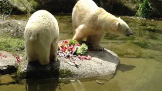 Wegen Eisbären  Besucherrekord im Tierpark Hellabrunn [upl. by Jamil822]