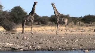 Namutoni Waterhole Etosha [upl. by Enenej]