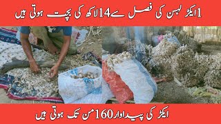 14 Lakh per acreGarlic FarmingDesi Garlic Business in PakistanHow To Start Garlic Farming [upl. by Edaj]