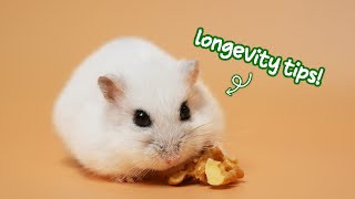 How to Make Hamster Live Longer [upl. by Alie]