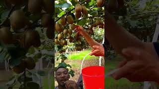 Video orang panen buah kiwi buahkiwi kiwi pertanian [upl. by Inva407]