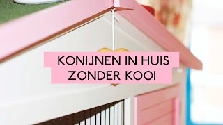 Je konijn los in huis houden zonder kooi  De konijnenknuffelaar [upl. by Eeraj89]