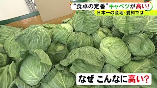 今が旬でも卸売価格が例年比3倍に…家庭や飲食店に影響広がる“キャベツショック” 今後の価格の見通しは [upl. by Vocaay]