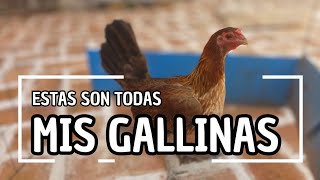 Estas son todas las gallinas que tenemos [upl. by Niltiac]