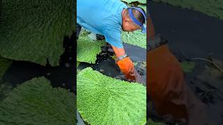 The Secret to Harvesting Water Caltrop😲🌱 asmr working nature Agriculture Pastoral [upl. by Trula]