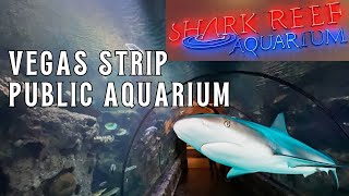 FULL TOUR Shark Reef Aquarium at Mandalay Bay Resort  Public Aquarium on Las Vegas Strip [upl. by Polak]