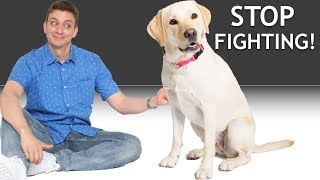 How do I get my 2 dogs to stop fighting Answering a Patreon Question [upl. by Sidra559]