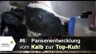 Pansenentwicklung beim Kuhkalb Der schnellste Weg zum Wiederkäuer bzw vom Kalb zur Kuh Teil 69 [upl. by Adhamh]