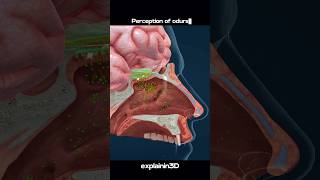 Nose The Mechanism Of Smelling shorts nose smelling [upl. by Reerg]
