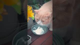 The Yellow Blossom cat kitty pet cute animal catlover [upl. by Nobile]