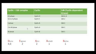 Cyclin and Cdk in cell cycle [upl. by Serles319]