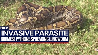 Invasive snake spreading parasite to native species in Florida [upl. by Tesil186]