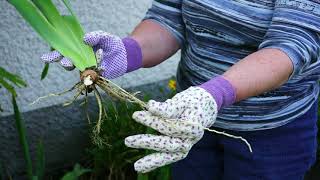 Howto video on Iris dividing and replanting [upl. by Christin]