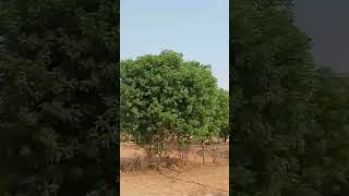 Aravali ki pahadiyan [upl. by Dranoc]