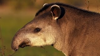 Tapir toilet [upl. by Imalda]