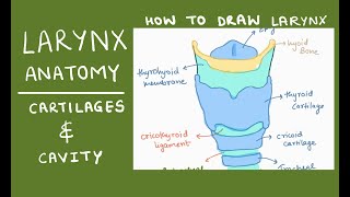 Larynx Anatomy  Bones and Cartilage  Cavity of larynx  How to draw  Diagram [upl. by Ibot400]