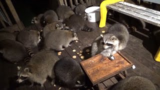 October 5 Thursday Night Special brings in 35 Raccoons [upl. by Esmaria980]