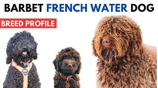 Barbet Dog Breed Profile History  Price  Traits  French Water Dog Grooming Needs  Lifespan [upl. by Anilocin]