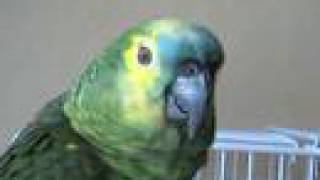 Blue fronted amazon parrot talking [upl. by Aehs]