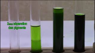 Chlorophylle Extraction séparation  absorption radiations spectre dabsorption et fluorescence [upl. by Dawaj180]