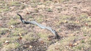 Coluber constrictor foxii commonly known as the Blue Racer Snake [upl. by Yelnikcm]