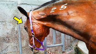 Man Saves Horse From Slaughterhouse Her Response To Freedom Touched His Heart Deeply [upl. by Emmi]