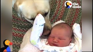 Dogs Meet Babies For The First Time  The Dodo [upl. by Auqinot]