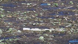 Pectoral Sandpiper at Foster Island mud flats [upl. by Amsirp]