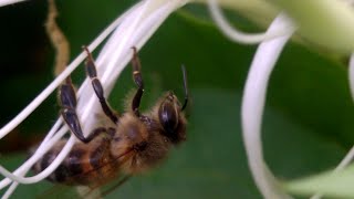 Apis mellifera the western honey bee [upl. by Cirted575]