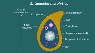 Entamoeba histolytica Notes  Basic Science Series [upl. by Ahsaenat693]