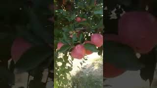 applevarieties viralvideo amazing garden newapple [upl. by Yr420]