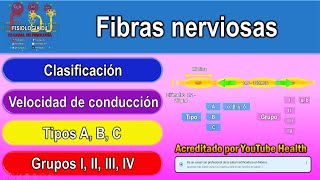 Fibras nerviosas  Fibras nerviosas mielínicas y amielínicas  Fibras nerviosas clasificación [upl. by Imeaj]