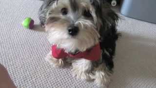 Adorable Morkie Maltese X Yorkshire Terrier [upl. by Murdock198]