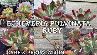 Echeveria pulvinata Ruby Chenille Plant Care amp Propagation [upl. by Anomor]