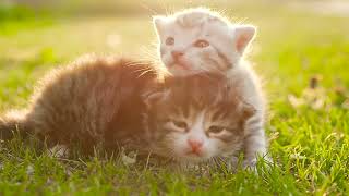 Soothing Music for Cats to Calm Down Relax amp Sleep  Cats Music Therapy Calming Aid for Relaxation [upl. by Eilzel802]