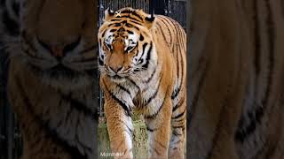 Transformation😯  Tigers Video Shorts Short tiger [upl. by Giusto]