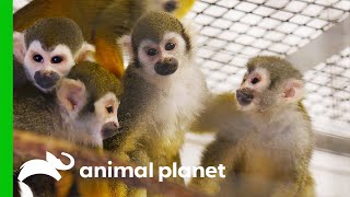 Male Squirrel Monkey Gets Introduced to the Females for the First Time  The Zoo [upl. by Araccot974]