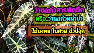 ว่านแก้วสารพัดนึก หรือ แก้วหน้าม้า ไม้มงคล ใบสวยน่าปลูก  เปิดโลกออนไลน์ Ep85  Aranya Channel [upl. by Gerda]