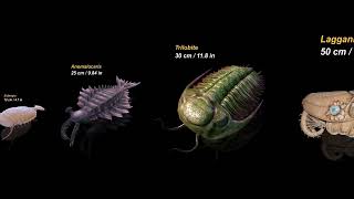 Sizes of Cambrian Animals [upl. by Anhsirk]