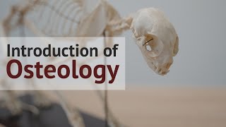 Introduction of Osteology  General Veterinary Anatomy by vetscraft [upl. by Hescock]