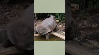 tortoise saved its whole species fyp tamilfacts interestingfacts tamilnews shriram vox [upl. by Ysabel]