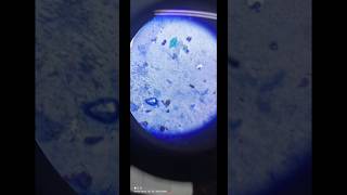 Microbiology lab practical shorts microbiology [upl. by Agathe]