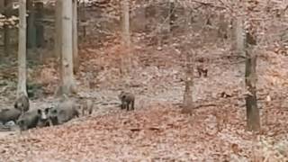 Fürst Wallerstein Forst  Wildschweine im Wallersteiner Forst [upl. by Aiva250]