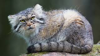 The Pallas Cat The Fluffiest Grumpiest Feline on Earth [upl. by Eidas]