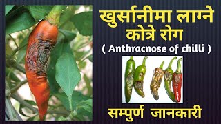 Chilli disease Anthracnose खुर्सानीमा लाग्ने कोत्रे रोग बारे सम्पुर्ण जानकारी [upl. by Melita]