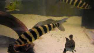 Leporinus fasciatus 35 cm [upl. by Dlonra]