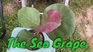 The Sea Grape Coccoloba uvifera [upl. by Anitsud]