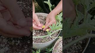 planting and caring for watermelons in pots pollination of watermelons [upl. by Aicenet]